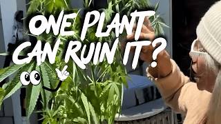 This One Plant Mix-Up Can Wreck the Whole Harvest