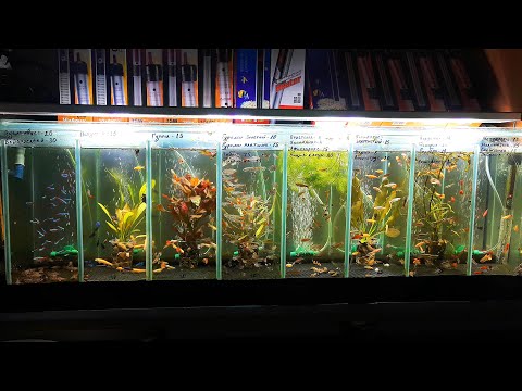 Сколько рыбок можно содержать в аквариуме
