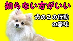 私は犬が好きー I Love Dogs ー