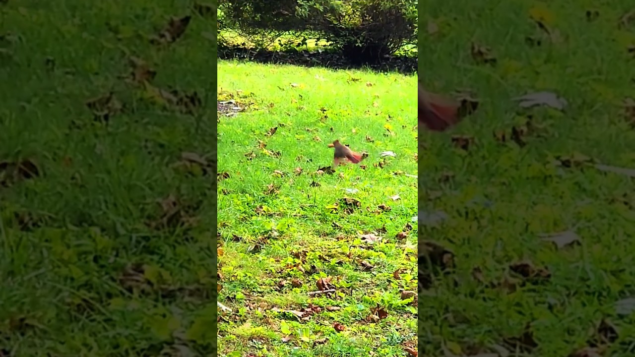 Watch Beautiful Female Cardinal grabs lunch 🐦🔥 on YouTube Watch Beautiful Female Cardinal grabs lunch 🐦🔥 on YouTube
