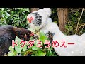 ドクダミなど雑草の駆除、ムカデなど害虫の駆除に最適な方法