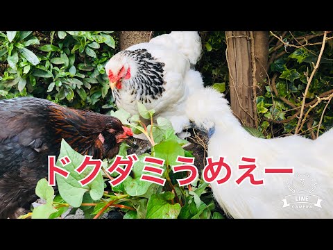 ドクダミを食べるニワトリ  