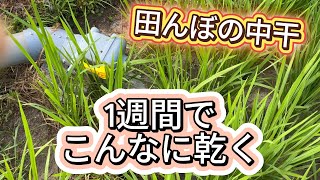 田んぼの中干しをすると実際はどうなるのか？1週間でこんなにも地割れしました。中干する理由やタイミング。