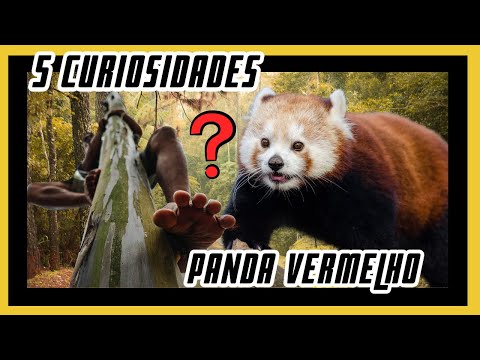 Vídeo: 5 fatos que você não sabe sobre os pandas vermelhos