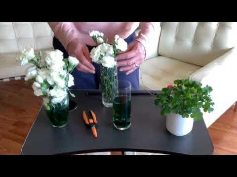 Video: Planting Clover With Kids – St. Patrick's Day Shamrock Garden Ideas