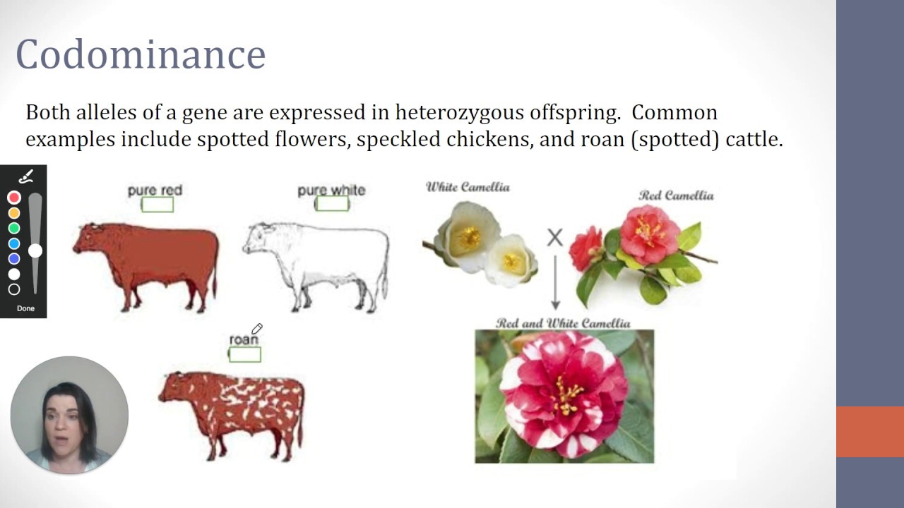 Codominance and Blood Types Genetics Lecture - YouTube