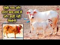 15 हज़ार से 1 लाख तक की 30 देसी गाय बिकाऊ। 30 Desi breed cows for sale at Lowest price.