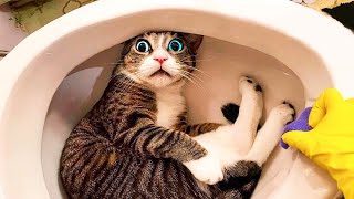 Funniest Animals 2024 😍 Best Funny Cats and Dogs Videos 😸🐶 Part 5