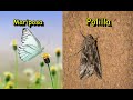 Las diferencias entre las mariposas y las polillas