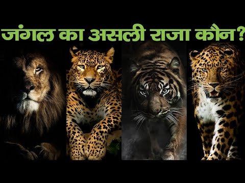 जंगल का असली राजा कौन ? Lion vs Tiger vs Cheetah Vs Leopard