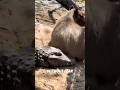 Why Crocodiles dont attack Capybaras?