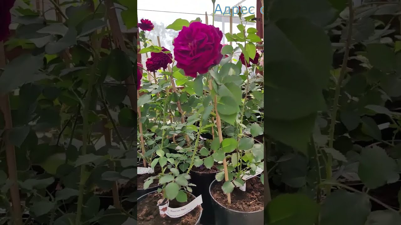 Купить Саженец Розы Эшли В Туле