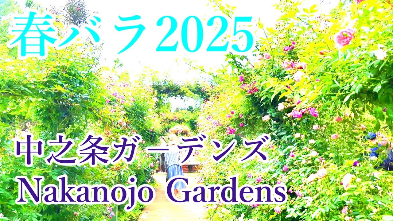 【中之条ガ－デンズを散策2025】咲き始めた春のバラと庭園の様々なエリアの風景Strolling Through Nakanojo Gardens
