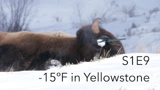 -15º F Morning in Yellowstone | Behind The Lens | S1E9 | Inspire Wild Media by Inspire Wild Media 210 views 4 years ago 3 minutes, 37 seconds