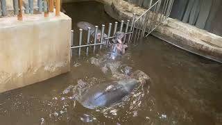 Zoo Ostrava 2023 Hroch