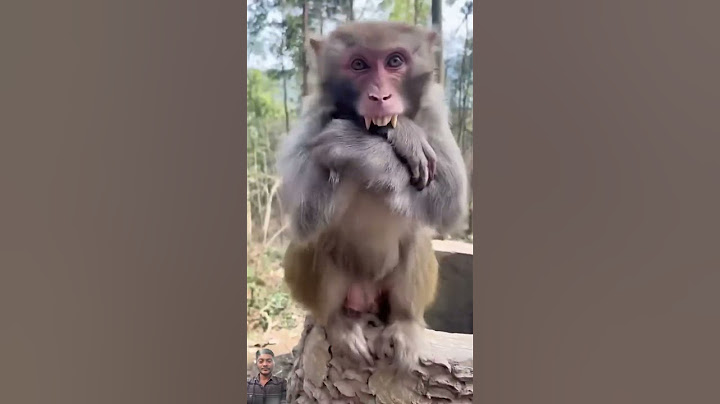 Funny monkeys#cat #foryoupage #funnyvideo#pet #animals#shorts #viralshort #cat #monkey #animals