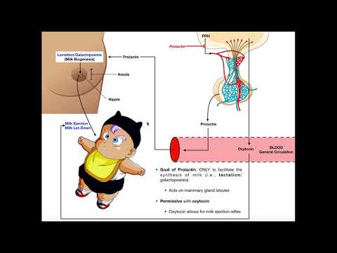 Specific Hormones | Functions of Prolactin