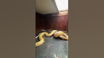 Reticulated python eating big rabbit Timelapse #animals #rabbit #reptiles #python #nature