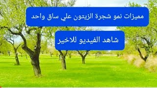 مميزات نمو شجرة الزيتون علي ساق واحد  شاهد الفيديو للاخير  قناة الزراعة بمثياز