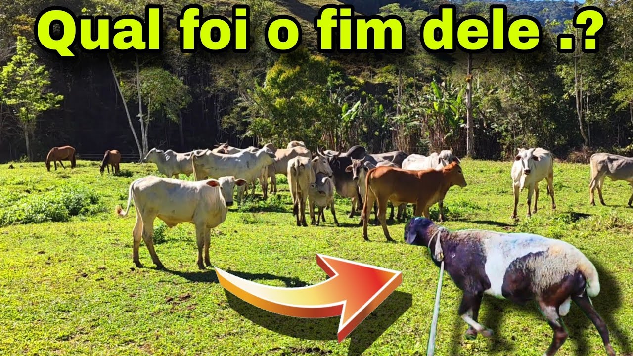 O FIM QUE TEVE NOSSO CARNEIRO SCHAU CARNEIRO 🐏