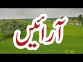 Arain Caste