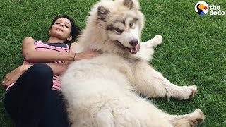 GIANT Dog Thinks He's A Lap Dog | The Dodo GIANT Dog Thinks He's A Lap Dog | The Dodo