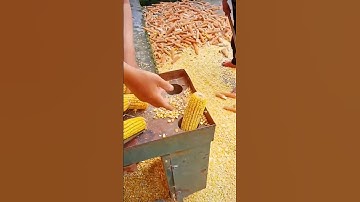 A machine is being used to remove corn seeds from the husk
