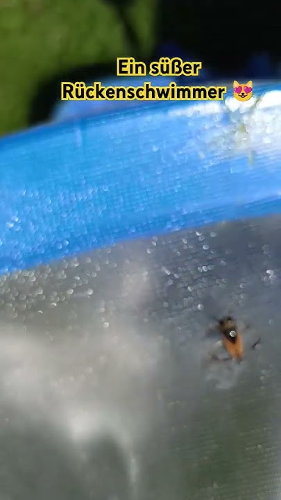 Rückenschwimmer im Pool 😸 YouTube