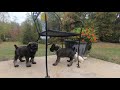 Standard Schnauzer Puppies - Meet the Boys の動画、YouTube動画。