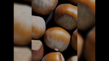 سورة النازعات بصوت القارئ عمر هشام العربي