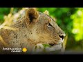 Lions' Hunting Strategies and Behavior