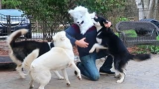 Husky Reaction to Halloween Husky Mask