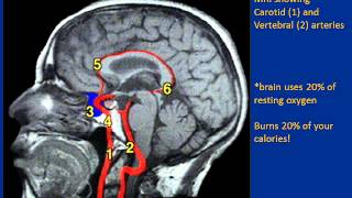 PSYC 1101 Stringham Brain Lecture