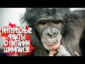 Интересные факты о питании | Дан Запашный показывает как ест шимпанзе Боня |  Познавательное