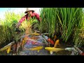 amazing! a lot of beautiful fish and other color fishes at rice field @First Life