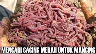 Tempat Cari Cacing Merah Cacing Susu Atau Cacing Anc Untuk Mancing Fish Hunter Kalimantan