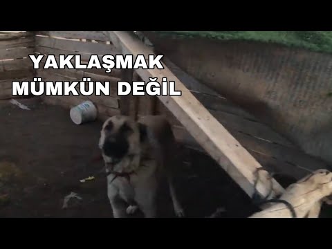 Video: Köpekleri Sevmek İster DNAnızda Olabilir