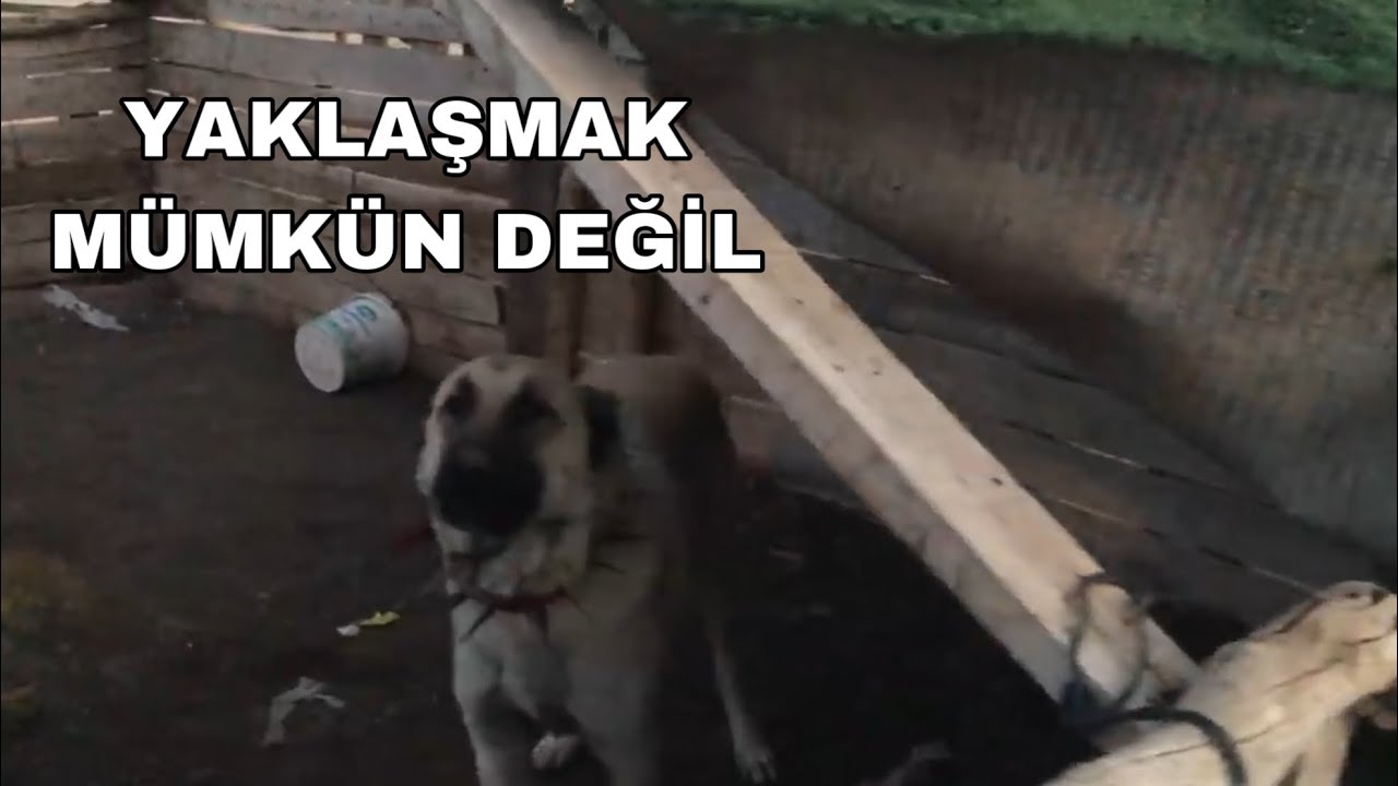 BU KÖPEĞİ SEVMEK YÜREK İSTER! ÇOK SERT YAKLAŞMAK İMKANSIZ