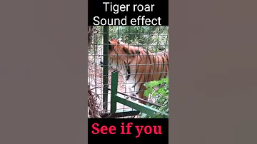 Tiger Roar Sound Effect | Tiger Roar | #shorts #tigerroar #animals