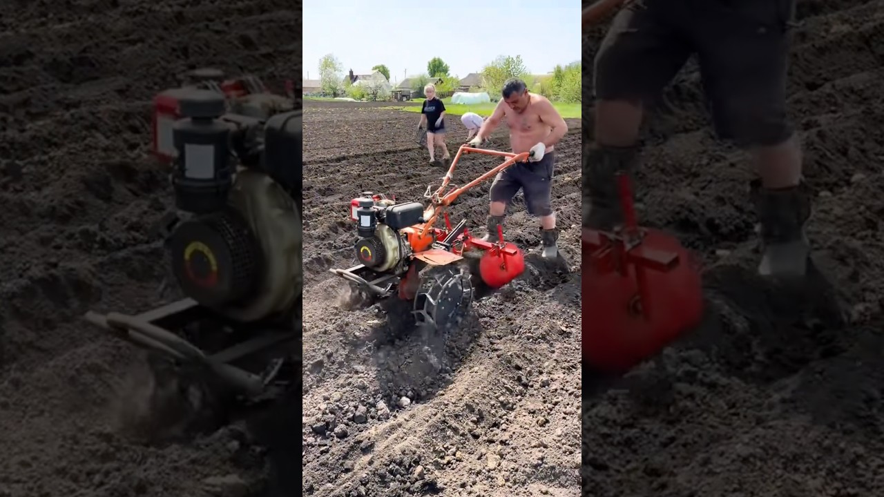 Садили таким способом🚜 #трактор #tractor #тракторист #картошка #картопля #мотоблок