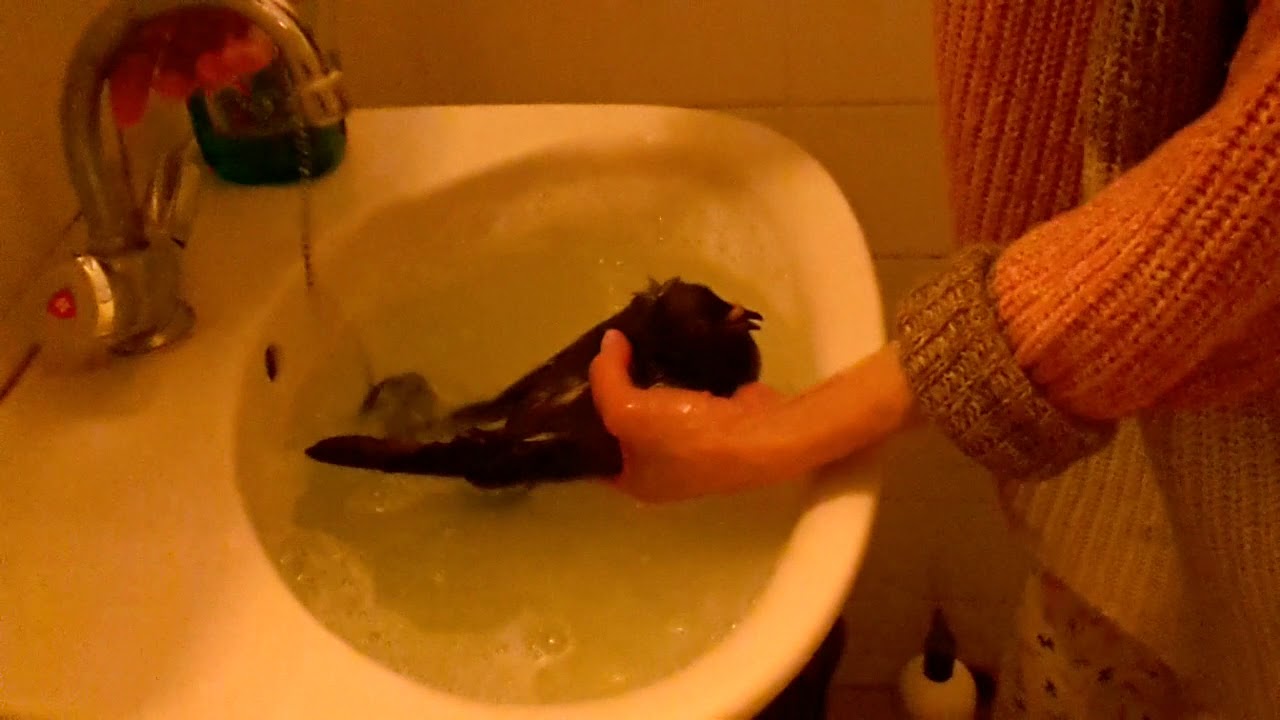 Como eliminar los parasitos en las palomas (Permectrin)