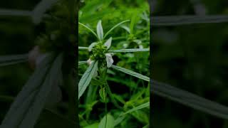 Onam Celebration,Thumbappoo...singer Ithara