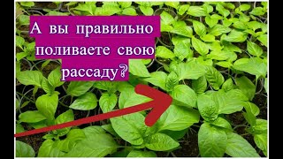 Пять Основных Ошибок при Поливе Рассады. Как правильно поливать рассаду томатов, перцев, огурцов?