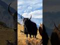 Himayalan Yak | Yak king of Mountain.#shorts #nature