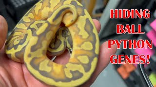 Celebrity DESIGNER HYPO PIED BALL PYTHON CLUTCH! Net Worth