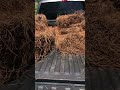 How to Buy Pine Straw at Home Depot