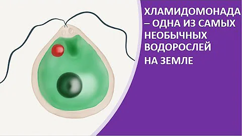 7.  Хламидомонада — одна из самых необычных водорослей на Земле.