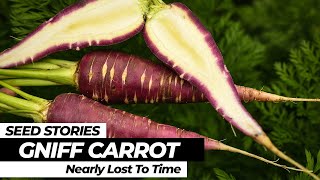 SEED STORIES | Gniff Carrot: A Variety Nearly Lost To Time