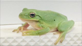 Celebrity Frog Changes Color On Video Wealth