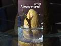 Time lapse, growing avocado seed in water for 43 days